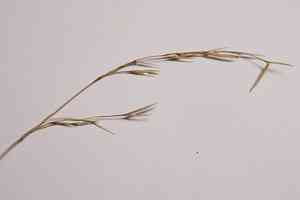 Lesser hairy brome(Bromus benekenii)