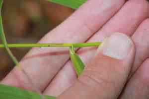 Fringed brome(Bromus ciliatus)