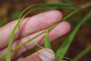 Fringed brome(Bromus ciliatus)