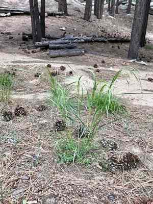 Fringed brome(Bromus ciliatus)
