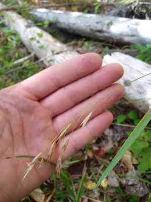 Fringed brome(Bromus ciliatus)