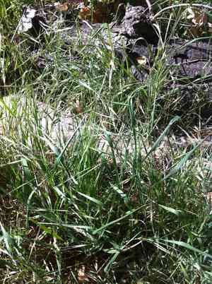 Great brome(Bromus diandrus)