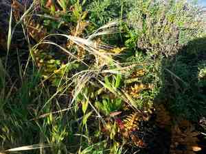 Great brome(Bromus diandrus)