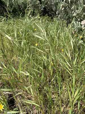 Great brome(Bromus diandrus)