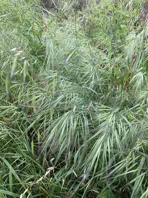 Great brome(Bromus diandrus)