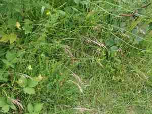 Erect brome(Bromus erectus)