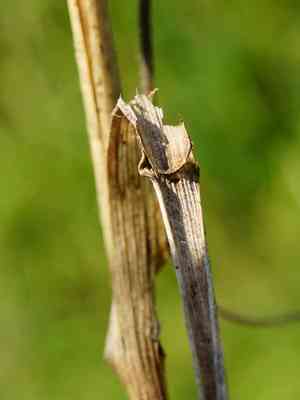 Erect brome(Bromus erectus)