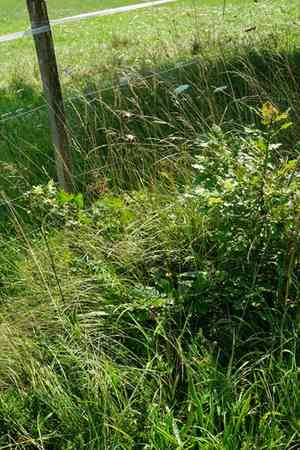 Erect brome(Bromus erectus)