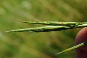 Erect brome(Bromus erectus)