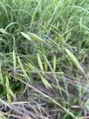 Japanese chess(Bromus japonicus)