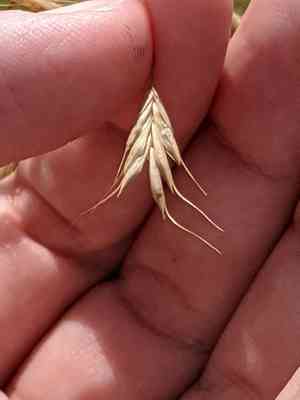Japanese chess(Bromus japonicus)