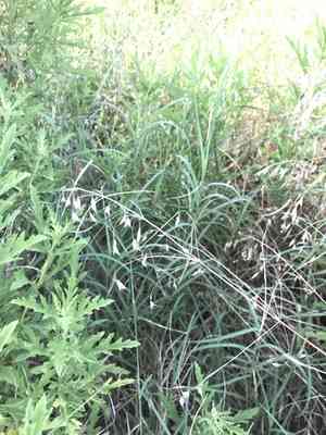 Japanese chess(Bromus japonicus)