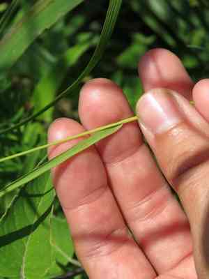 Arctic brome(Bromus kalmii)