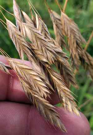 Arctic brome(Bromus kalmii)