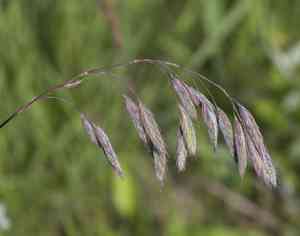 Arctic brome(Bromus kalmii)