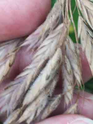 Arctic brome(Bromus kalmii)