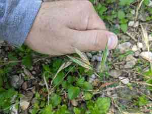 Mediterranean brome(Bromus lanceolatus)