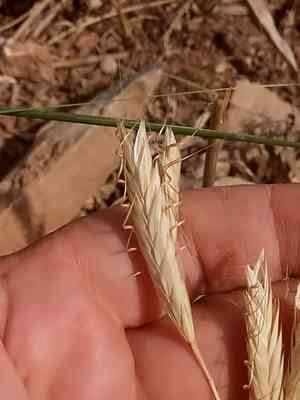 Mediterranean brome(Bromus lanceolatus)