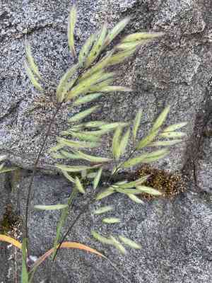 Mediterranean brome(Bromus lanceolatus)
