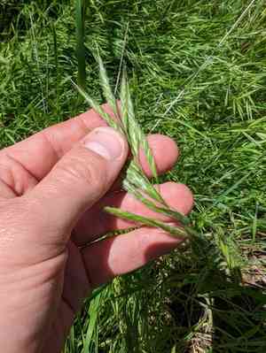 Mediterranean brome(Bromus lanceolatus)