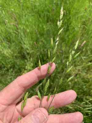 Smooth brome(Bromus racemosus)
