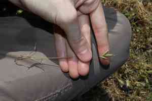 Smooth brome(Bromus racemosus)