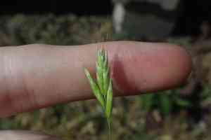 Smooth brome(Bromus racemosus)