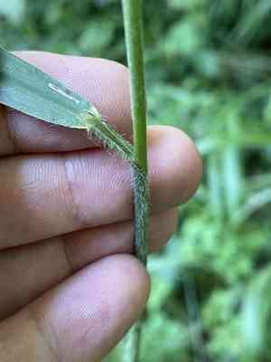 Hairy brome(Bromus ramosus)