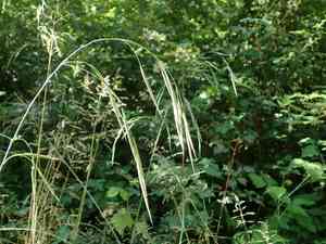 Hairy brome(Bromus ramosus)
