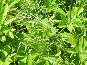 Red brome(Bromus rigidus)