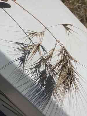 Red brome(Bromus rigidus)