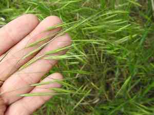 Red brome(Bromus rigidus)