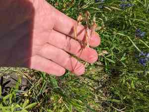 Rye brome(Bromus secalinus)