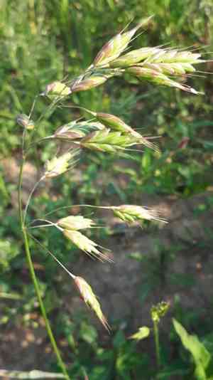 Rye brome(Bromus secalinus)