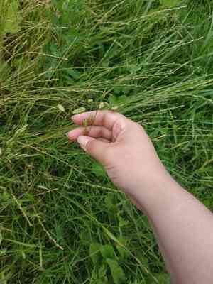 Rye brome(Bromus secalinus)