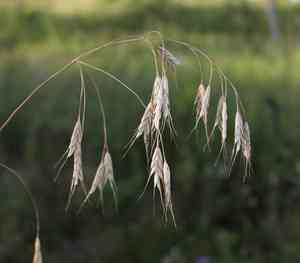 Rye brome(Bromus secalinus)