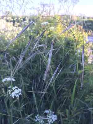 Poverty brome(Bromus sterilis)
