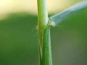 Poverty brome(Bromus sterilis)