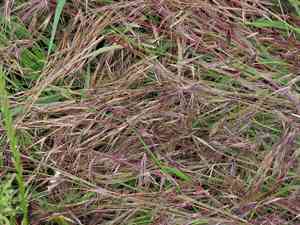Poverty brome(Bromus sterilis)
