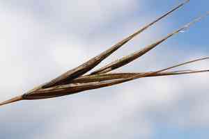 Poverty brome(Bromus sterilis)