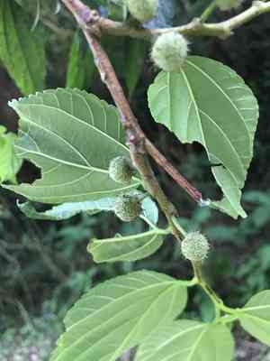 Paper mulberry(Broussonetia kazinoki)