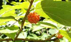 Paper mulberry(Broussonetia kazinoki)