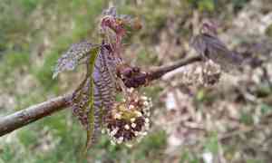 Paper mulberry(Broussonetia kazinoki)
