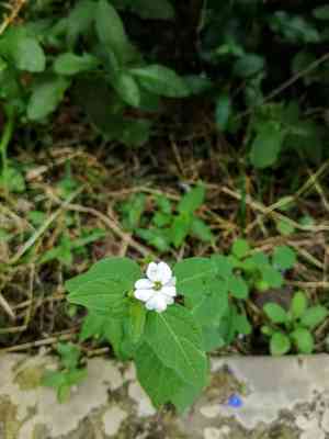 Jamaican forget-me-not(Browallia americana)