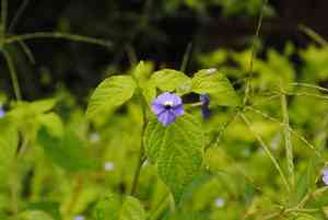 Jamaican forget-me-not(Browallia americana)