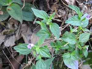 Jamaican forget-me-not(Browallia americana)