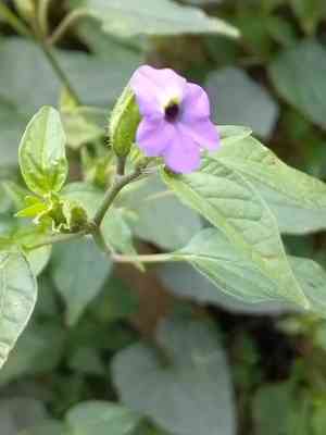 Jamaican forget-me-not(Browallia americana)