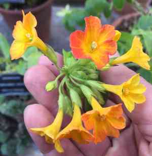 Bush-violet (Browallia)(Browallia)