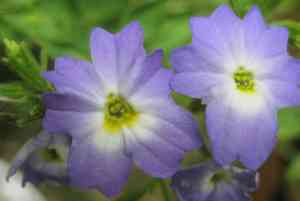 Bush-violet (Browallia)(Browallia)