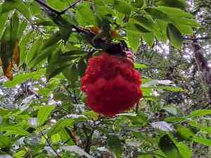 Scarlet flame bean(Brownea grandiceps)